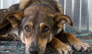 Регистрация и чипирование собак поможет находить потерявшихся питомцев и недобросовестных хозяев 