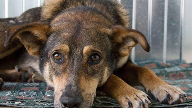 Регистрация и чипирование собак поможет находить потерявшихся питомцев и недобросовестных хозяев 