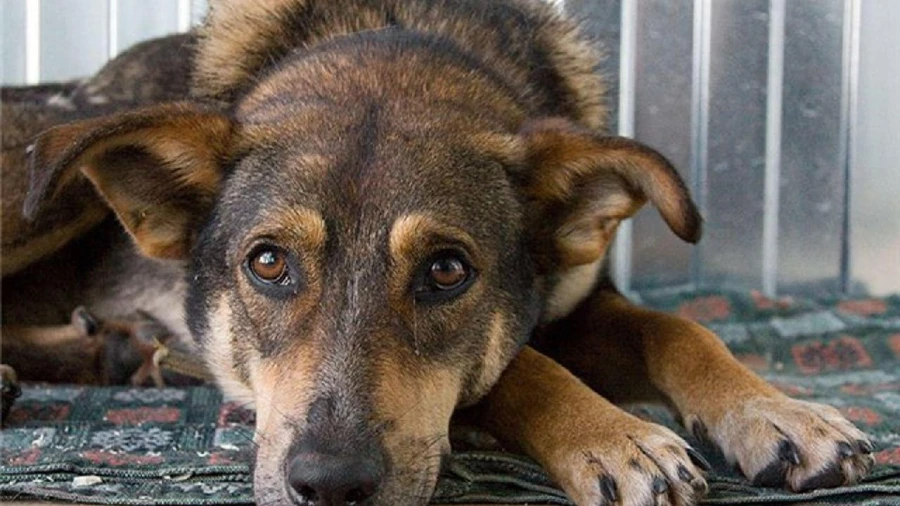Регистрация и чипирование собак поможет находить потерявшихся питомцев и недобросовестных хозяев 