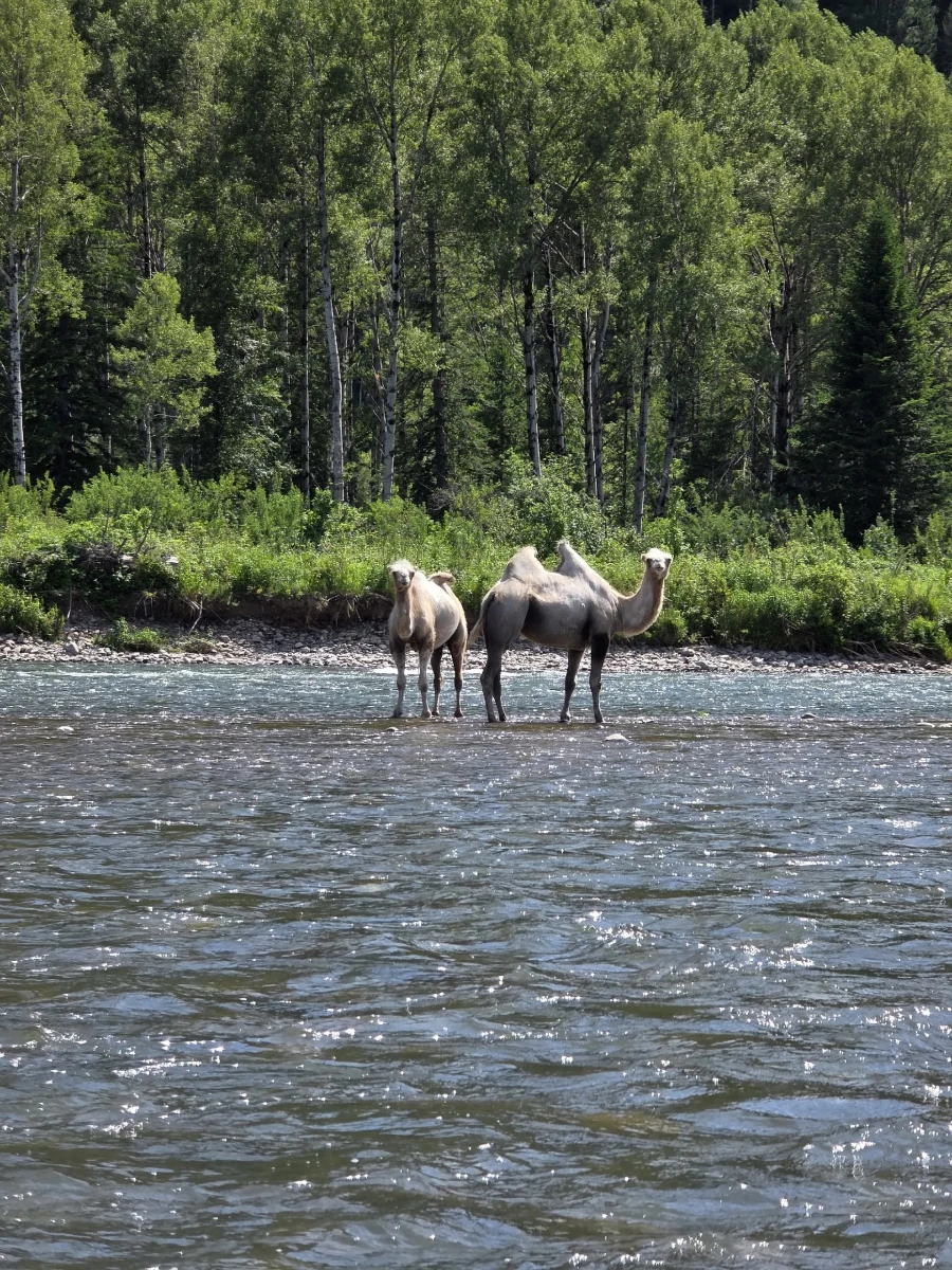 Верблюды всерьез заинтересовались сплавщиками 