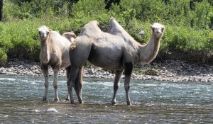 Верблюды всерьез заинтересовались сплавщиками 