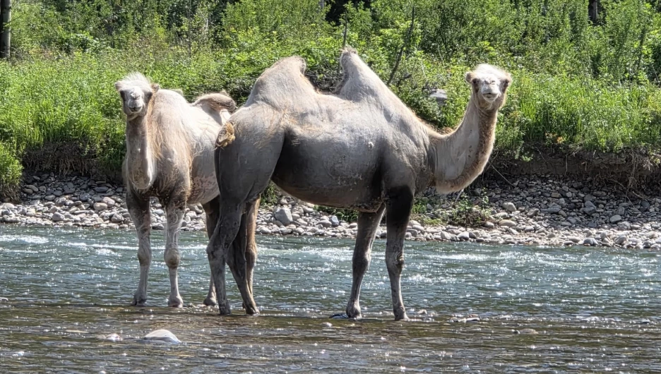 Верблюды всерьез заинтересовались сплавщиками 