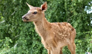 Новорожденный марал 