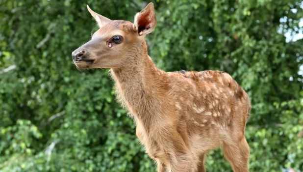 Новорожденный марал 