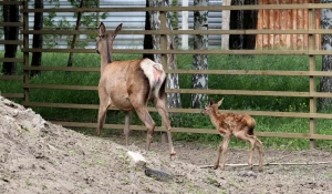 Новорожденный марал познает мир и радуется жизни 