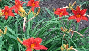 Цветы в барнаульских дворах.