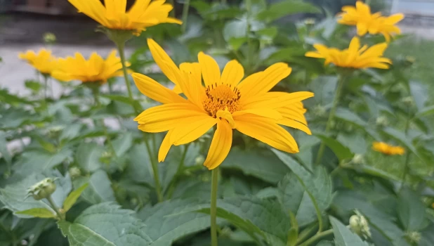 Цветы в барнаульских дворах.