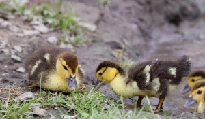 Утята в барнаульском зоопарке 