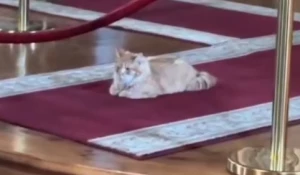 Самого православного кота нашли в Ленобласти