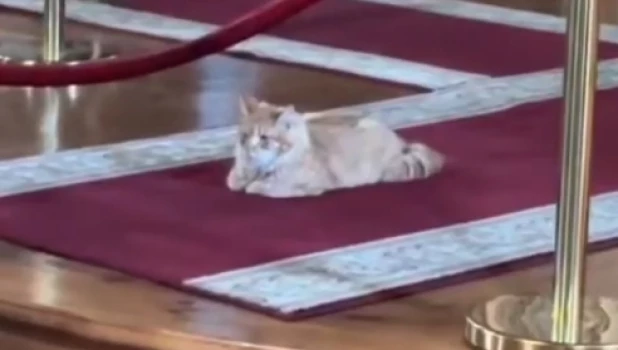 Самого православного кота нашли в Ленобласти