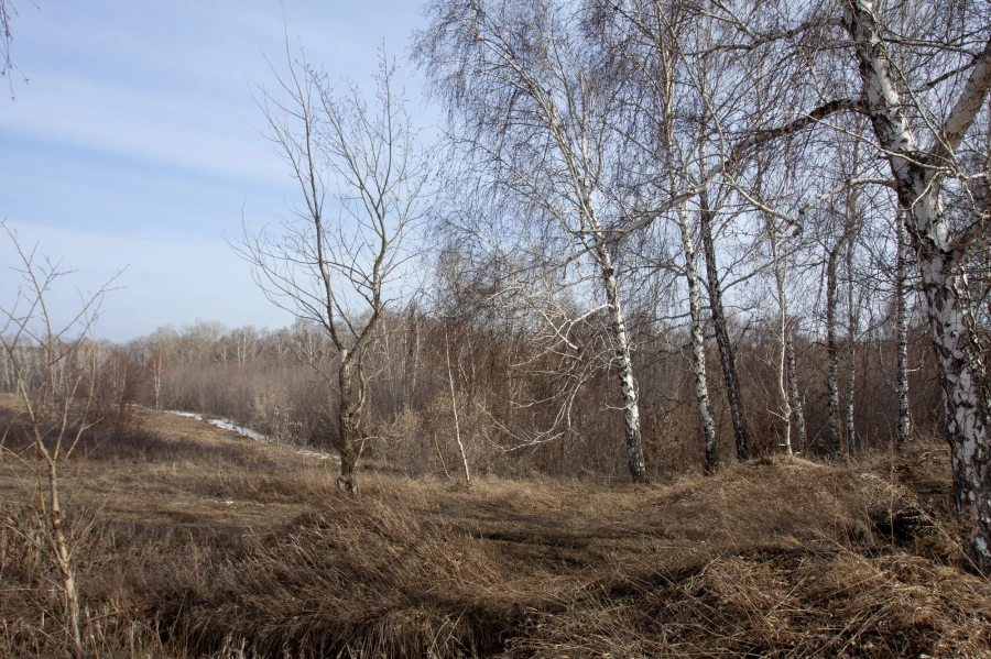 Так выглядела предназначенная для льготников земля в Бельмесево. 2024 год. 