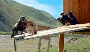 Хэки для выращивания маленьких балобанов 