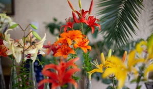 Выставка ирисов японских и лилий в НИИ имени Лисавенко.