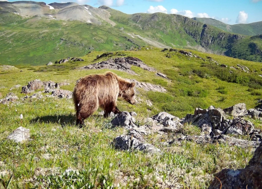Высокогорье Алтайского заповедника пробуждается