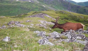 Высокогорье Алтайского заповедника пробуждается