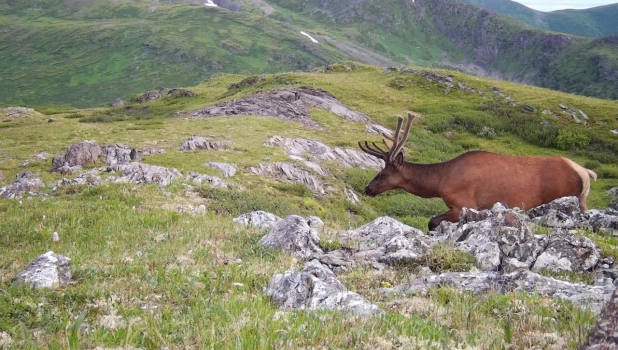 Высокогорье Алтайского заповедника пробуждается