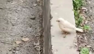 Белый воробей удивил томичей