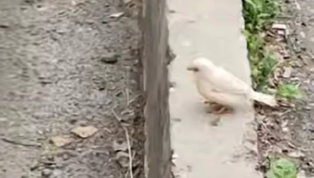 Белый воробей удивил томичей