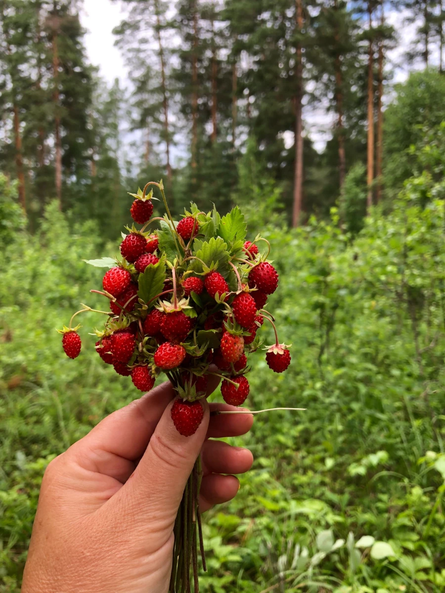 Алтайские любители грибов и ягод похвастались лесными находками.