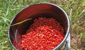 Алтайские любители грибов и ягод похвастались лесными находками.