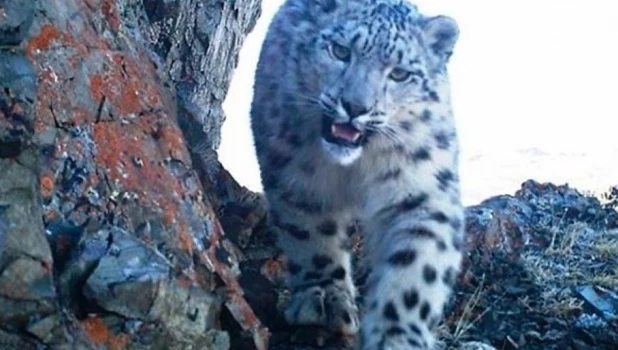 Республика Алтай празднует День Горного Алтая среди живописных вершин и зеленых долин.