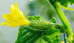 Завязь огурцов.