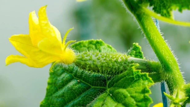 Завязь огурцов.