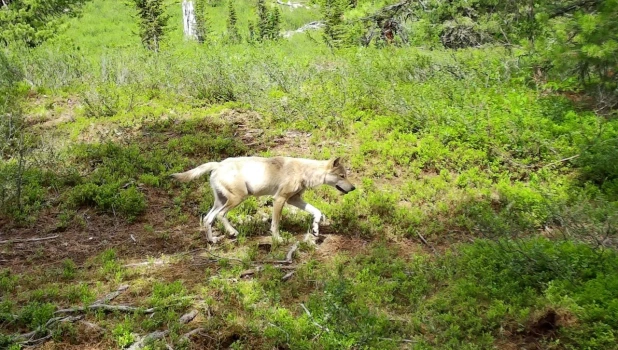 Животные в Алтайском заповеднике в разгар лета.