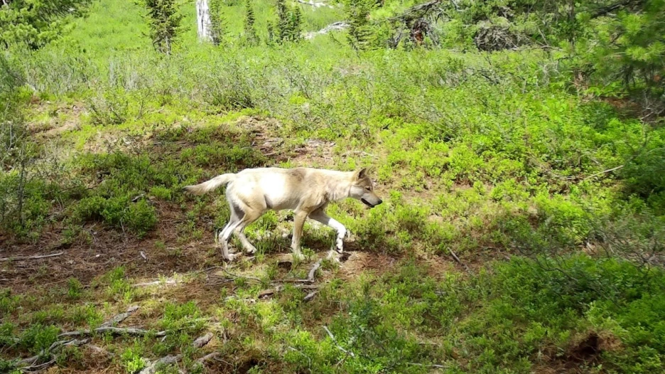 Животные в Алтайском заповеднике в разгар лета.