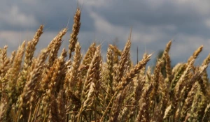 Пейзажи алтайских полей