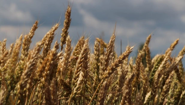 Пейзажи алтайских полей