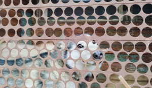 Животные приюта «Ласка». Хаски.