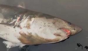 На курильском острове обнаружили гигантскую акулу.