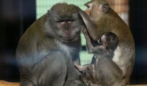 Звериные семейства 