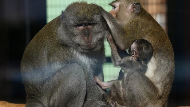 Звериные семейства 