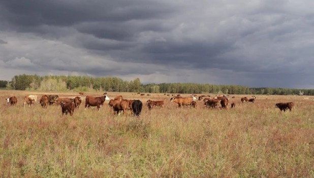 Сельзозземли