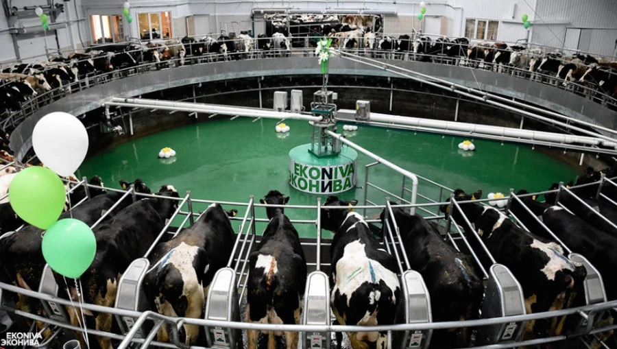 Доильный зал в &quot;Эко-Нива&quot;.