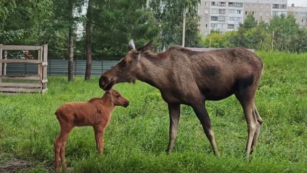 Малышка лосиха уже подросла в барнаульском зоопарке