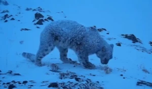 Уникальный снежный барс попал в объектив экспедиции