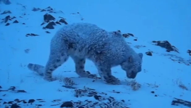 Уникальный снежный барс попал в объектив экспедиции