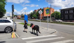 В центре Барнаула заметили пони