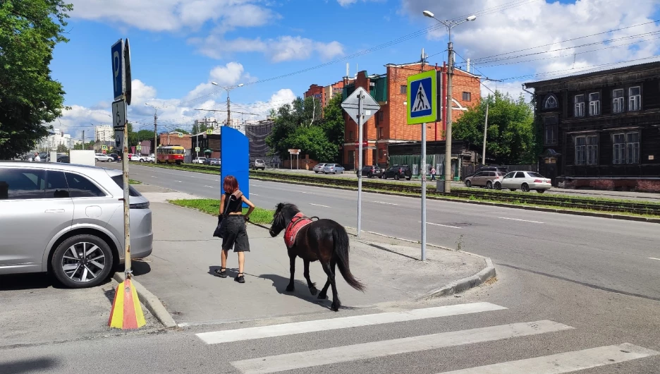 В центре Барнаула заметили пони