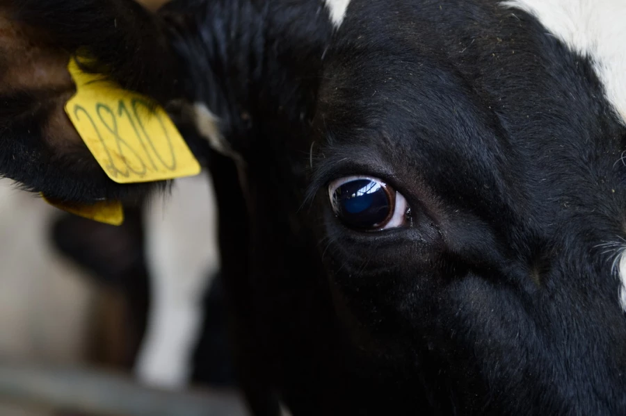 Конкурс «Лучший по профессии» среди операторов машинного доения коров. Алтайский край. 2025 год.