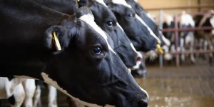 Конкурс «Лучший по профессии» среди операторов машинного доения коров. Алтайский край. 2025 год.