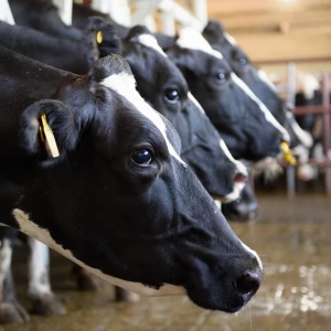 Конкурс «Лучший по профессии» среди операторов машинного доения коров. Алтайский край. 2025 год.