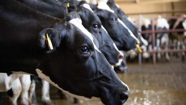 Конкурс «Лучший по профессии» среди операторов машинного доения коров. Алтайский край. 2025 год.