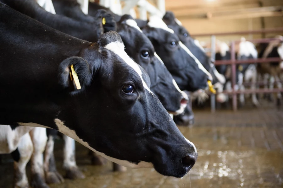 Конкурс «Лучший по профессии» среди операторов машинного доения коров. Алтайский край. 2025 год.