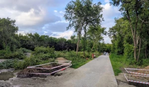 Барнаульцы возмущены масштабной вырубкой аварийных деревьев в парке Ленина. 