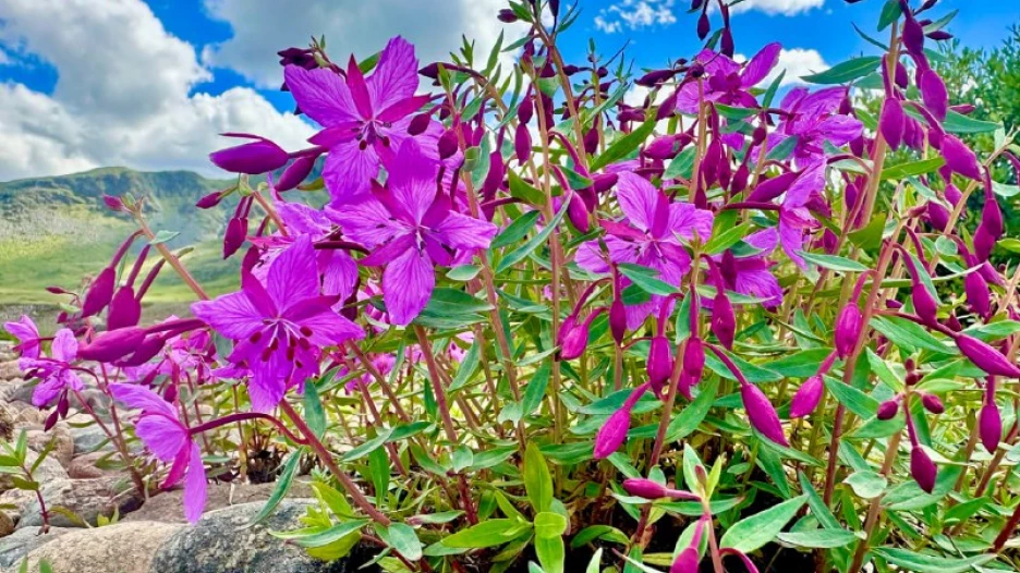 Знойное лето только начинается в высокогорье Алтая.