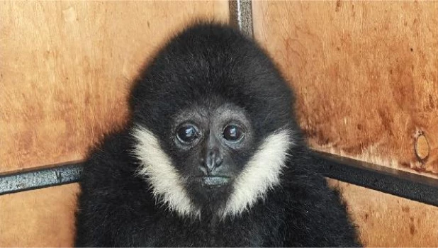 Гиббон Бинти в Барнаульском зоопарке.